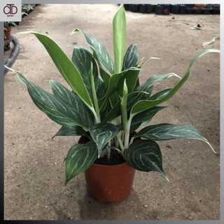 Cây bạch mã hoàng tử mini để bàn đẹp,chơi bền, Chiều cao 20cm