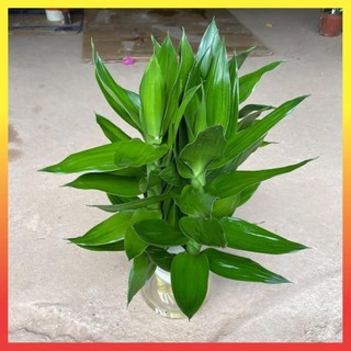 Cành phát lộc 3 thân @