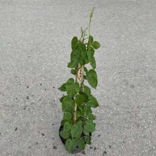 Cây thiên lý leo giàn tường rào dài 70cm, trồng leo ban công,hàng rào