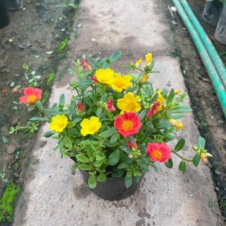 Cây Hoa Sam Thái Mix nhiều màu Trồng Bịch Nhiều Ngọn Xum Xuê