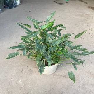 Cây trầu bà chân vịt, Cao 40cm bụi sum lá đẹp mùi hương dễ chịu