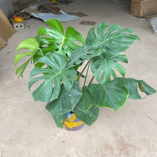 Cây trầu bà lá xẻ to 3 thân , chiều cao 50cm lá to đẹp 11