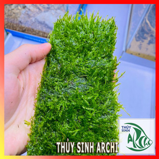 Rêu taiwan thủy sinh vỉ 20x8cm Rêu Thủy sinh dễ trồng