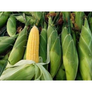  100gram hạt giống ngô ngọt vàng   bắp mỹ  