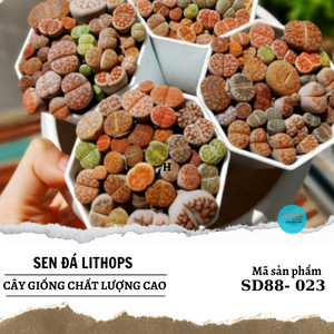 ($ale 50%)Sen Mông-Lithops siêu đẹp (lưu ý gửi từ 5k) mua 10 tặng 1