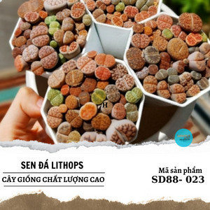 Sen Mông-Lithops siêu đẹp mua 10 tặng 1