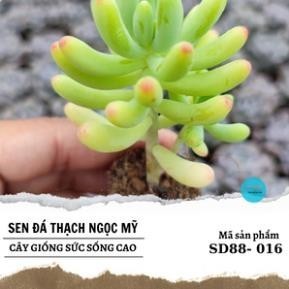 Sen đá thạch ngọc mỹ size mini 2,5-4cm siêu xinh, xuất xứ vườn sen đá sunder garden,khoẻ đẹp, lỗi 1 đổi 1