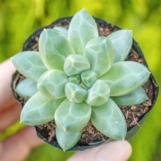 Sen đá kim cương trắng 5-7cm - Vườn sen đá