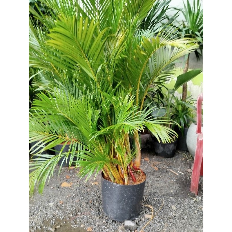 Cây Cau Lụa Vàng ( Cau Nhật) 1.5m hàng đẹp