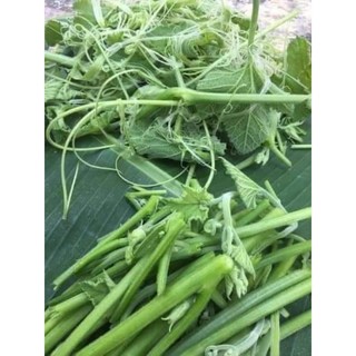 Hạt giống bí siêu ngọn 20 hạt