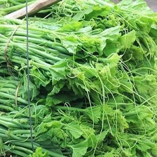 Hạt giống bí siêu ngọn 20 hạt