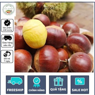 [Hạt dẻ tươi 1kg, Dẻ Cơm vàng To ngon] 1kg Hạt dẻ tươi SaPa LOẠI TO NGON