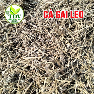 Cà gai leo khô Hòa Bình - Hàng Công ty Thảo Dược Việt