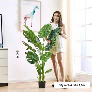 Cây lá rùa phong thủy, Trầu bà lá sẻ - Monsteria trang trí nhà cửa ( cây kèm chậu nhựa)