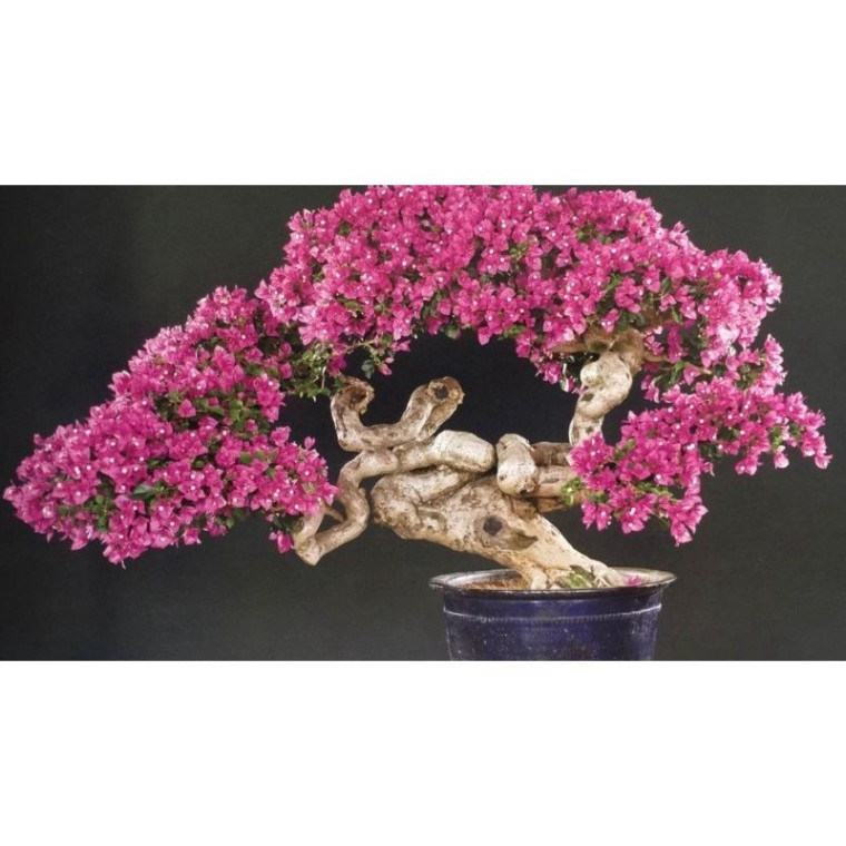 hạt giống Cây cảnh bonsai Hoa giấy  20hat SHOP MỚI KHYẾN MẠI GIÁNG SINH