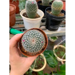 Cây xương rồng bánh sinh nhật - xương rồng tròn
