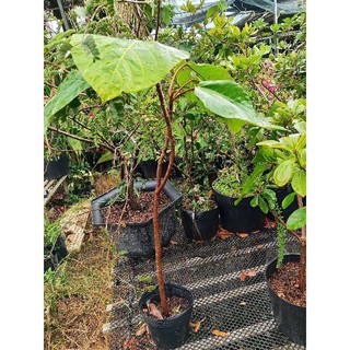Cây 🌲 Vả mật...1m