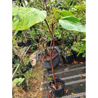 Cây 🌲 Vả mật...1m