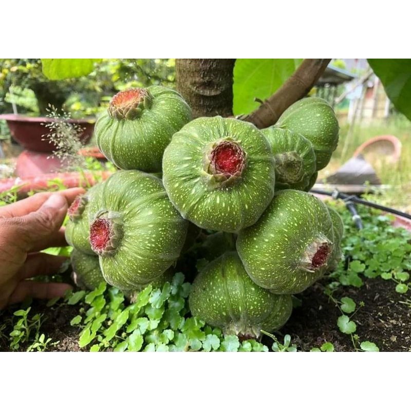 Cây 🌲 Vả mật...1m
