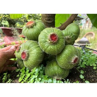 Cây 🌲 vả mật...1m