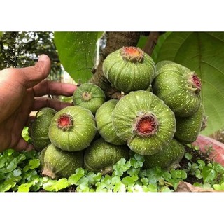Cây 🌲 Vả mật...1m