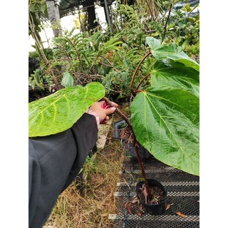 Cây 🌲 Vả mật...1m