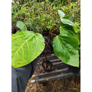 Cây 🌲 Vả mật...1m
