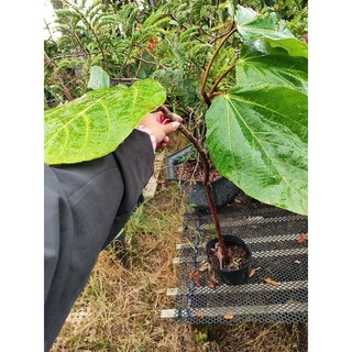 Cây 🌲 Vả mật...1m