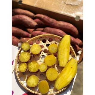 ( JENNY FRUIT ) COMBO 2KG KHOAI LANG NHẬT