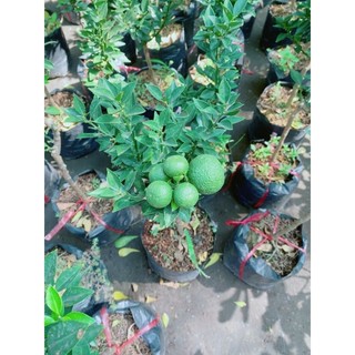Cây Quýt Nhật