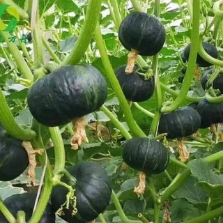 Hạt giống bí bơ hạt dẻ - Bí ngô da xanh 10 hạt
