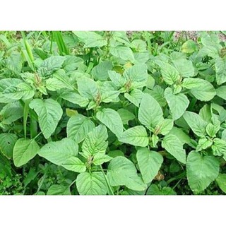 Hạt giống rau dền cơm 5gram