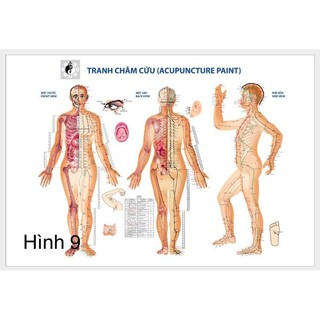 Tranh đông y, tranh giải phẫu, tranh y khoa, tranh treo phòng khám