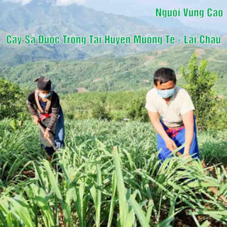 Tinh dầu sả nguyên chất thơm, khử mùi, đuổi muỗi, côn trùng - tinh dầu xả nguyên chất mường tè, lai châu