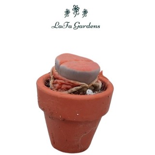Chậu đất nung mini trồng cây sen đá bonsai