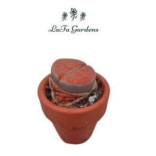 Chậu đất nung mini trồng cây sen đá bonsai