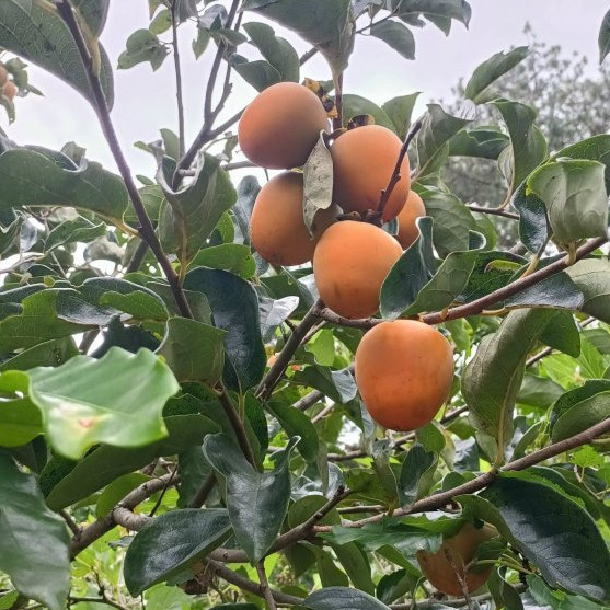 Hồng giòn Đà Lạt túi 3kg