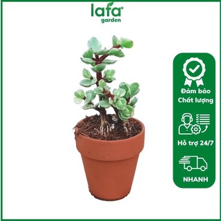 Sen đá để bàn, cây sen dola kèm chậu đất nung lafa garden