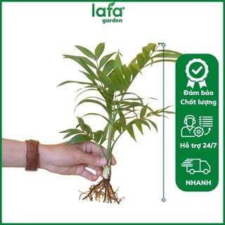 Cau tiểu trâm mini để bàn làm việc