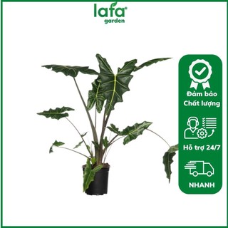 Cây kiểng lá LAFA GARDEN, cây trồng trong nhà, Combo cây kiểng lá kèm chậu và giá thể trồng kiểng lá