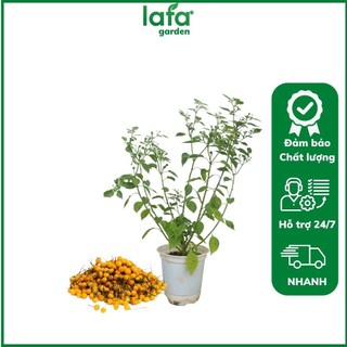 Ớt Peru - Chậu cây giống ớt đang có nhiều trái