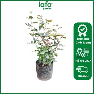 Hoa hồng leo Yellow Meilove cây hồng leo hoa màu vàng LAFA GARDEN