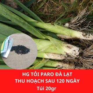 Hạt giống Tỏi Paro Đà Lạt gói 1gram độ sạch 98% tỉ lệ nảy mầm hơn 75% thời gian thu hoạch sau 100 ngày gieo trồng