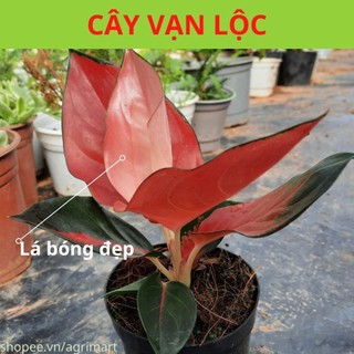 Cây vạn lộc đỏ, cây trồng nội thất trong nhà