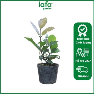 Cây giống hoa mai xanh thái, kích thước ( 45-60cm) có bầu đất khỏe mạnh, dây leo giàn, hoa màu tím, sản xuất Lafa Garden