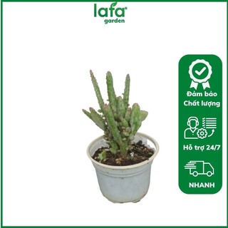 Cây xương rồng dẹp cây có bầu đất khỏe nhiều nhánh