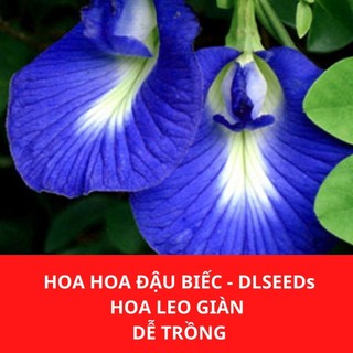 Hoa đậu biếc hạt giống hoa đậu biếc DLSeeds gói 30-40 hạt nhanh nảy mầm, cây hoa leo giàn dễ trồng