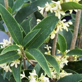 Cây giống hoa mộc hương ta, kích thước (35-40cm) hoa thơm ngát, sản xuất tại Lafa Garden
