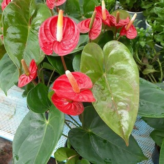 Hoa tiểu hồng môn LAFA Garden, tùy chọn màu đỏ, xanh, vàng, trắng