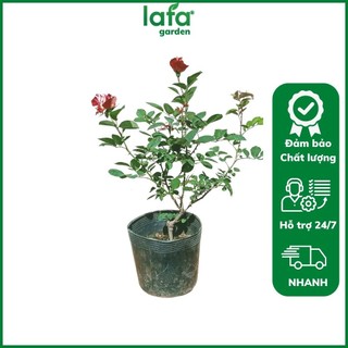 Cây giống hoa hồng Julio kích thước ( 45-60cm) có bầu đất, hoa màu đỏ sọc đẹp sản xuất tại Lafa Garden